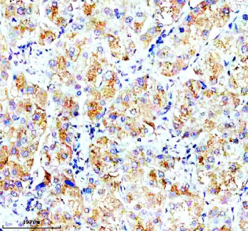 Anti-OPN5 / Opsin 5 / Neuropsin
