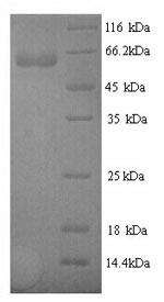 N-acetylmuramoyl-L-alanine amidase (PGLYRP2), human, recombinant