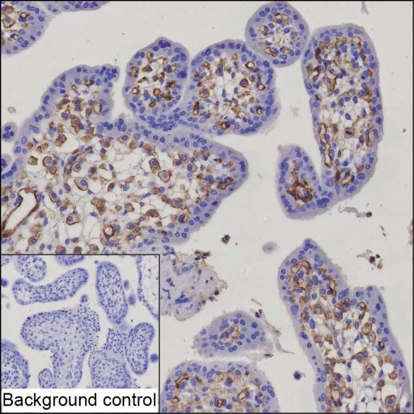 Anti-FCGR2B