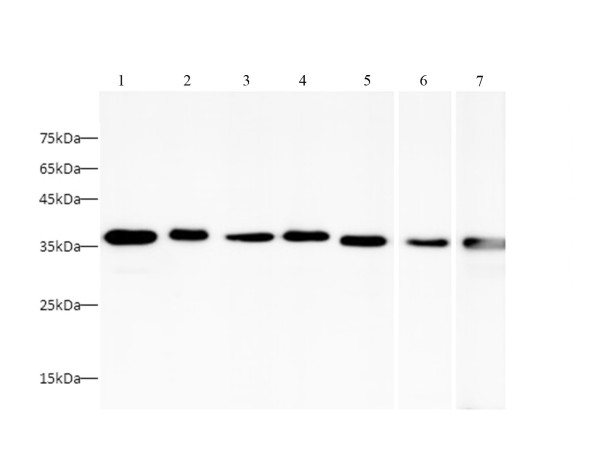 Anti-HRP-conjugated GAPDH, clone 7B8