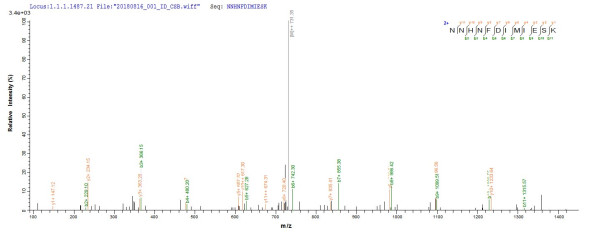 UV DNA damage endonuclease (uvsE), Bacillus cereus, recombinant