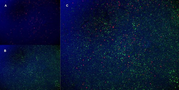 Anti-Monocyte + Granulocyte, clone OX-41
