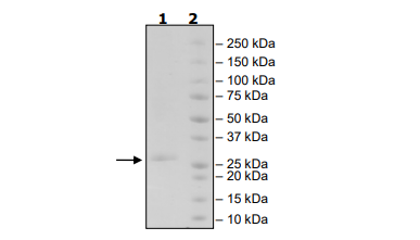 CD137L (4-1BB Ligand), His-Avi-Tag