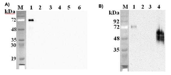Anti-DLK1 (mouse), clone PF105B)