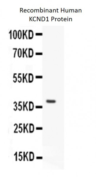 Anti-KCND1 / Kv4.1