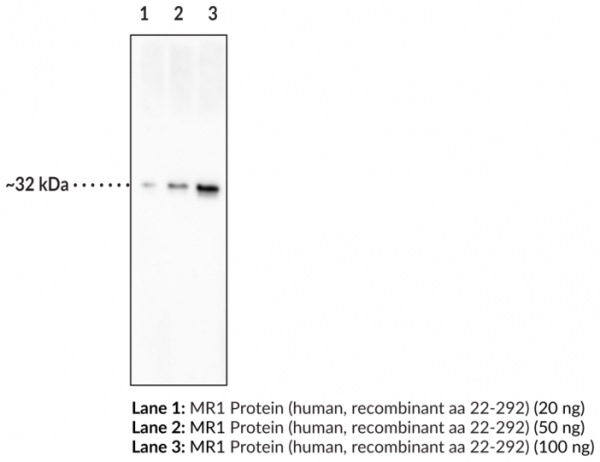 Anti-MR1 (Clone 26.5)