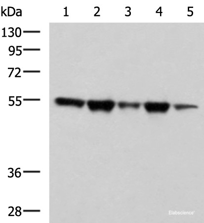 Anti-FKBP5