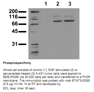 Anti-phospho-STAT3 (Ser727), clone 23G5