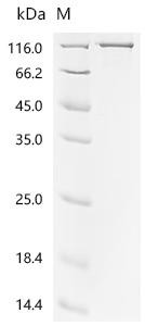 Bone morphogenetic protein 1 (BMP1), recombinant human
