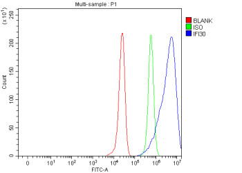Anti-IFI30 / GILT / Gamma-interferon-inducible lysosomal thiol reductase