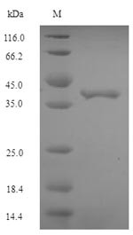 Elongation factor P (efp), Escherichia coli, recombinant