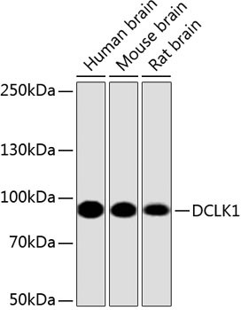 Anti-DCLK1