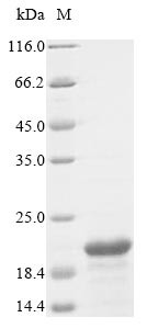 Adrenodoxin, mitochondrial (FDX1), bovine, recombinant