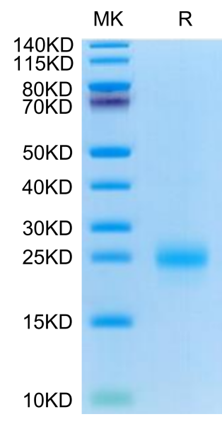 Cynomolgus CD69/CLEC2C Protein