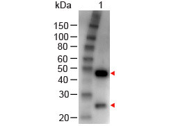 Anti-Goat IgG (H&amp;L) [Rabbit], Affinity Purified, HRP conjugated