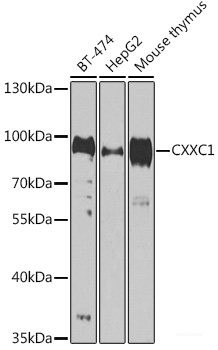 Anti-CXXC1