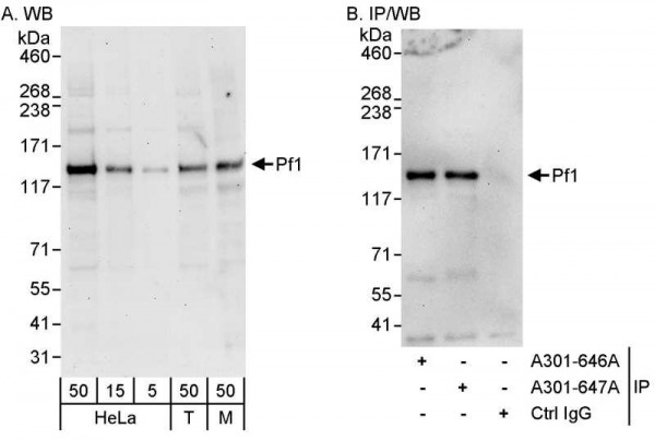 Anti-PF1