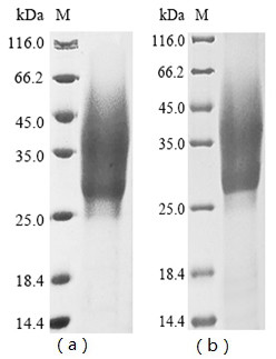 Interleukin-1 alpha (IL1A), Macaca fascicularis, recombinant