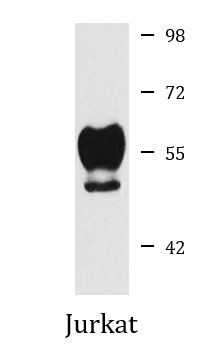 Anti-CDK8