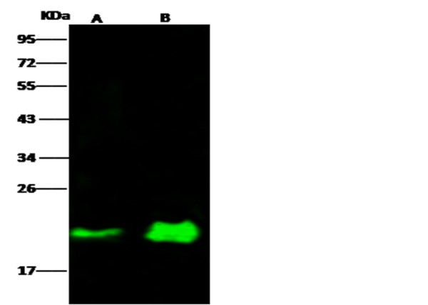 Anti-NRAS/N-Ras Monoclonal Antibody