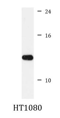 Anti-CD266 / TWEAK R