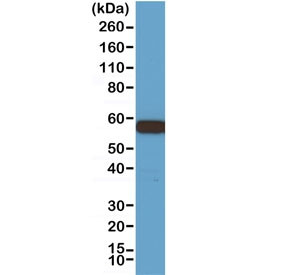 Anti-AKT1, clone RM252 (recombinant antibody)