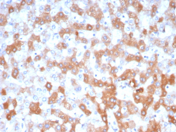 Anti-Apolipoprotein H / APOH, clone APOH/3705
