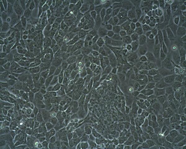 WT-CLS1 Cells