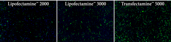 Transfectamine TM 5000 Transfection Reagent AAT Bioquest Biomol