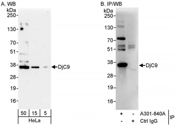 Anti-DjC9