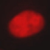 Anti-dimethyl-Histone H3 (Arg26) (symmetric)