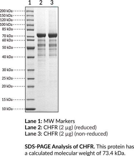 CHFR (human, recombinant)