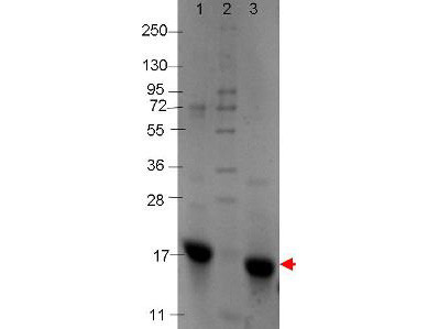 Interleukin-9, human recombinant (rHuIL-9)