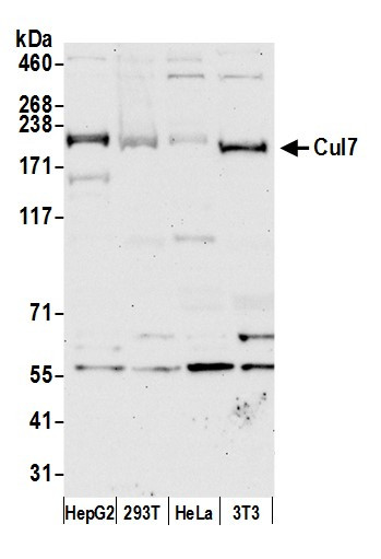 Anti-Cul7