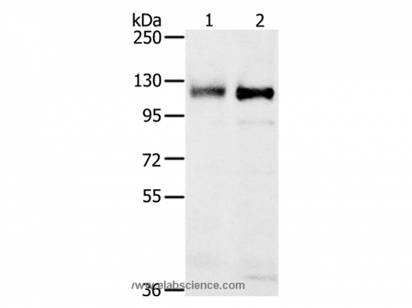 Anti-PTPN12
