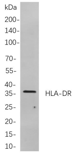 Anti-Recombinant HLA-DR, clone 4F9