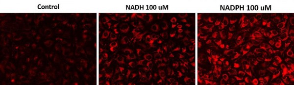 Cell Meter(TM) Intracelluar NADH/NADPH Fluorescence Imaging Kit