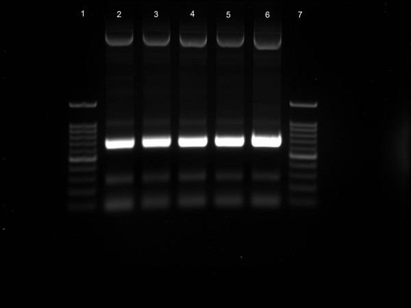 AGAROSE BIOTECHNOLOGY GRADE