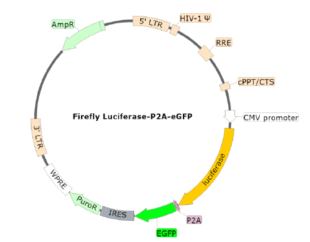 Bald Lentiviral Pseudovirion (Luc-eGFP Dual Reporter)