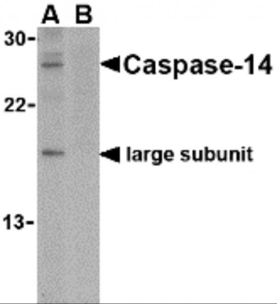 Anti-Caspase-14