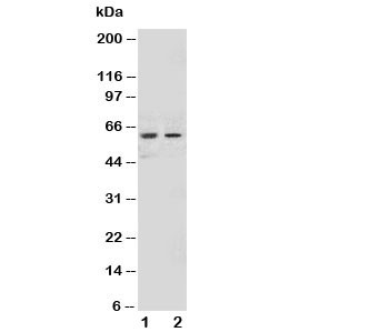 Anti-NOX1