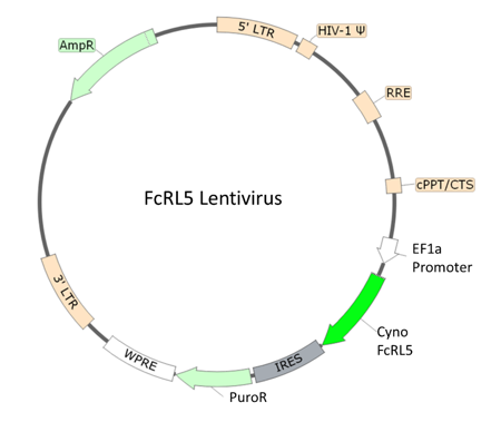 FcRL5 Lentivirus (Macaca fascicularis/Cynomolgus)