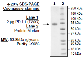 PD-L1 (T20Q), Fc fusion, Biotin-labeled