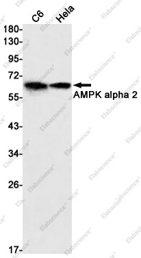 Anti-Recombinant AMPK alpha 2, clone C332638
