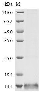 C-C motif chemokine 1 (CCL1), human, recombinant
