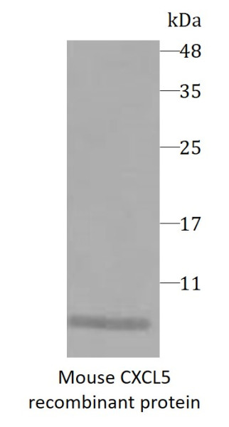 Mouse CXCL5 recombinant protein (Active) (His-tagged)