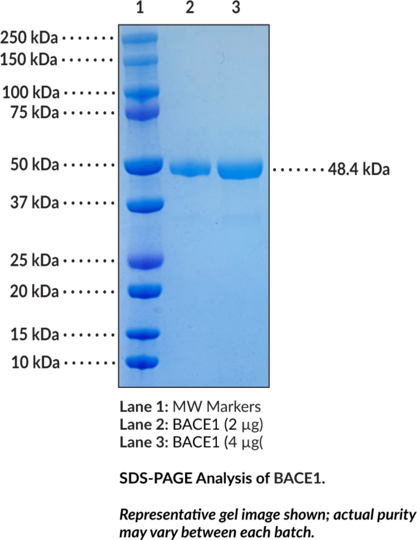 BACE1 (human, recombinant)