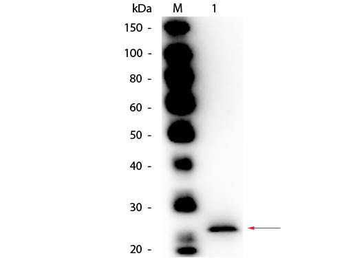 Anti-PAPAIN, Biotin Conjugated