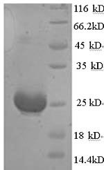 Muellerian-inhibiting factor (Amh), partial, mouse, recombinant