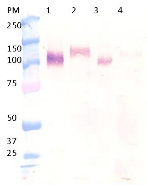 Anti-CD146 (Human), Azide Free Clone B-T46